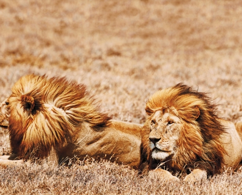 2 days 1 night TARANGIRE PARK + NGORONGORO PARK CRATER (2)