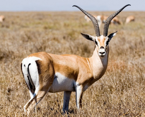 2 days 1 night TARANGIRE PARK + NGORONGORO PARK CRATER (9)