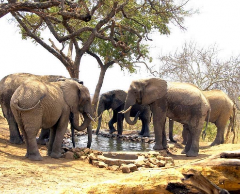3 days 2 nights SERENGETI PARKU + TARANGIRE PARKU + NGORONGORO PARKU (1)