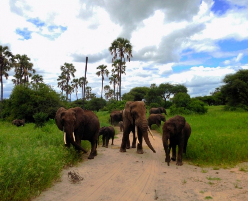 3 days 2 nights SERENGETI PARKU + TARANGIRE PARKU + NGORONGORO PARKU (10)