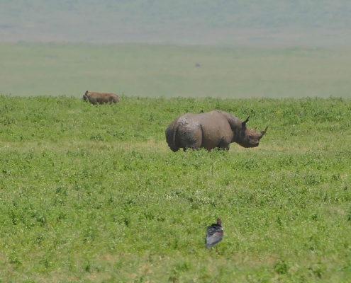 3 days 2 nights SERENGETI PARKU + TARANGIRE PARKU + NGORONGORO PARKU (3)