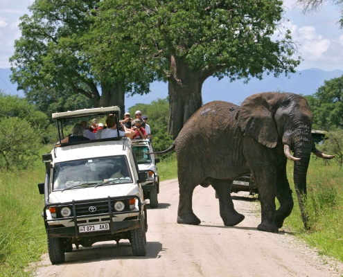 3 days 2 nights SERENGETI PARKU + TARANGIRE PARKU + NGORONGORO PARKU (6)