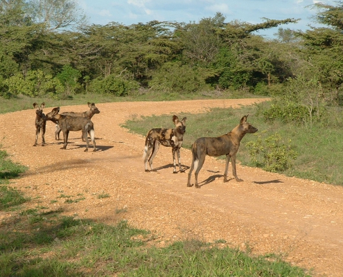 3 days 2 nights SERENGETI PARKU + TARANGIRE PARKU + NGORONGORO PARKU (8)