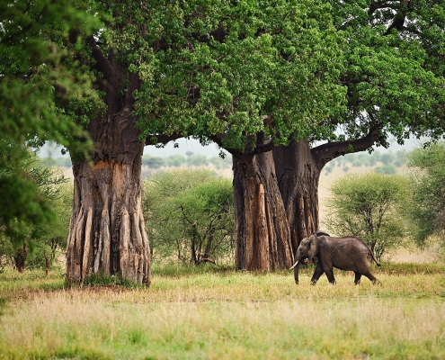 3 days 2 nights SERENGETI PARKU + TARANGIRE PARKU + NGORONGORO PARKU (9)