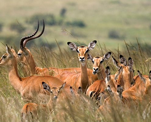 One-day safari in MIKUMI PARK, departure from Zanzibar (10)