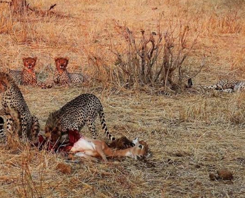 One-day safari in MIKUMI PARK, departure from Zanzibar (3)