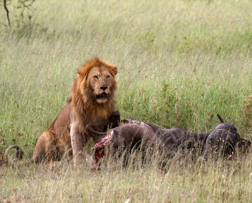 One-day safari in MIKUMI PARK, departure from Zanzibar (4)