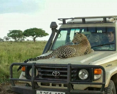 One-day safari in MIKUMI PARK, departure from Zanzibar (5)