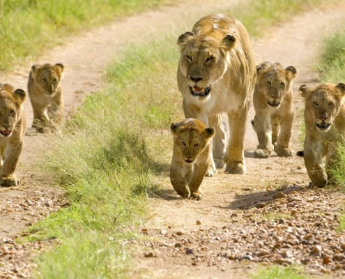 One-day safari in MIKUMI PARK, departure from Zanzibar (6)