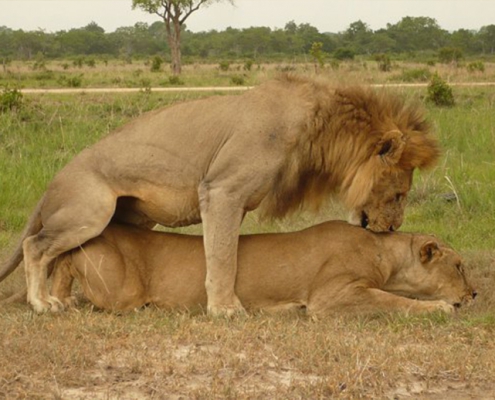 One-day safari in MIKUMI PARK, departure from Zanzibar (7)