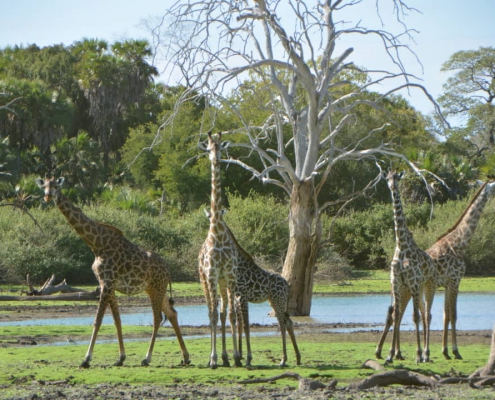 One-day safari in SELOUS PARK, departure from Zanzibar (1)