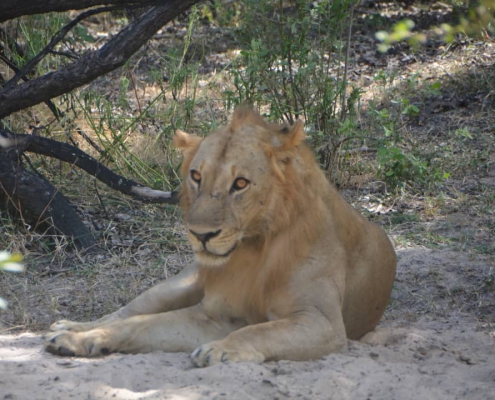 One-day safari in SELOUS PARK, departure from Zanzibar (8)