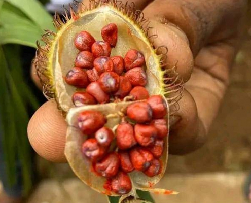Spice Farm Tour (1)
